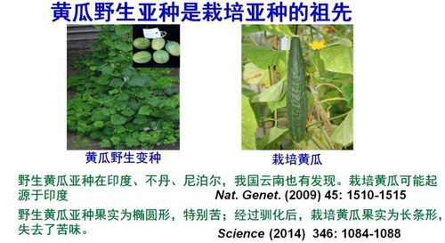作物驯化与人类的生活 一粒种子的文明史