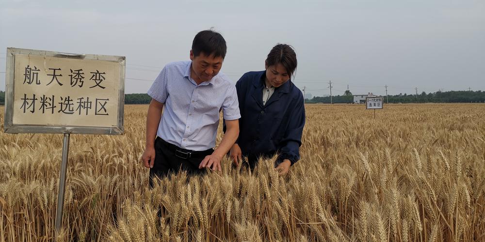 鹰城良种探访②丨四十年间两获小麦国审金种子 良种培养的坚守与突破