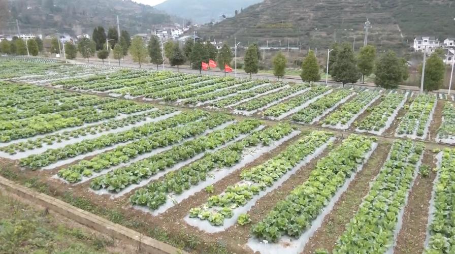 共筑合作新高地慧聚发展新动能贵阳市蔬菜良种繁育中心科技育苗助力