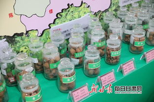 核桃飘香聚商机 成县千年古县2023年核桃产销对接洽谈会开幕